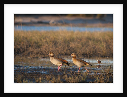 Egyptian Goose (Alopochen aegyptiaca) by Anonymous