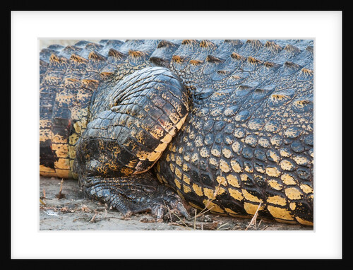 Nile Crocodile (Crocodylus niloticus) by Anonymous