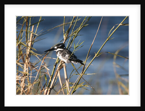 Pied Kingfisher (Ceryle rudis) by Anonymous