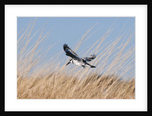 Pied Kingfisher (Ceryle rudis) by Anonymous
