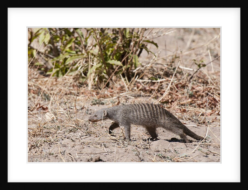 Banded Mongoose (Mungos mungo) by Anonymous