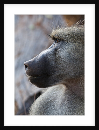 Chacma Baboon (Papio cynocephalus) by Anonymous