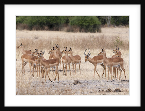 Impala (Aepyceros melampus) by Anonymous