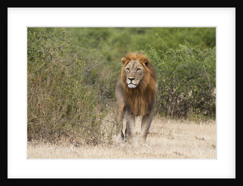 Lion (Panthera leo) by Anonymous