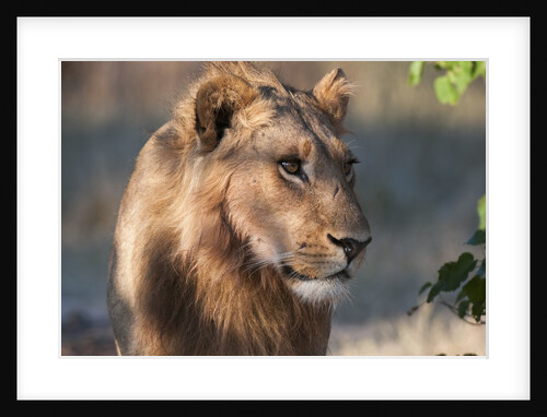 Lion (Panthera leo) by Anonymous