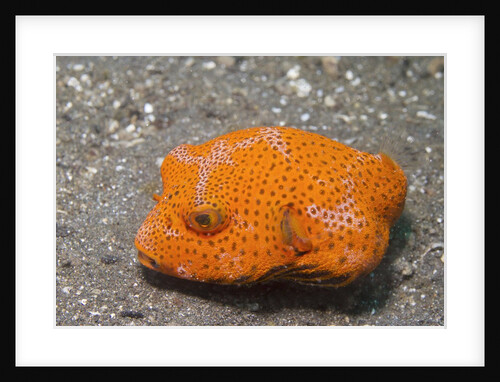 Star Puffer-juvenile by Anonymous
