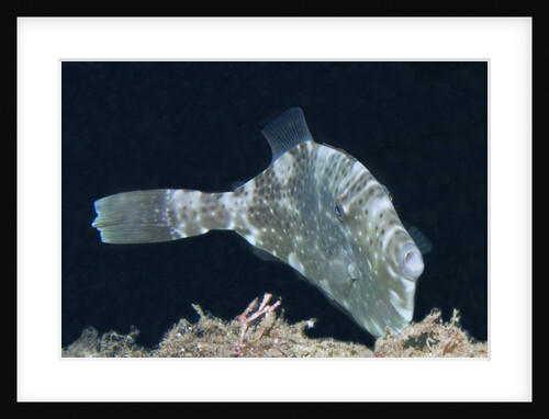 Strapweed Filefish by Anonymous
