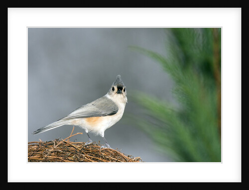 Tufted Titmouse by Anonymous