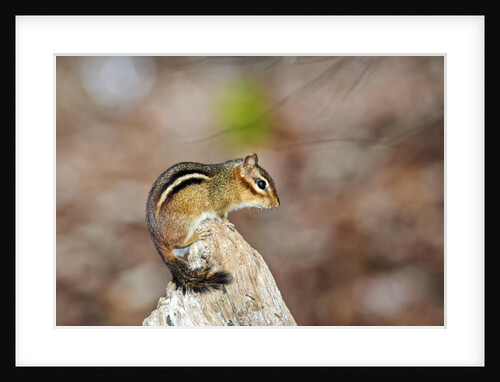 Eastern Chipmunk by Anonymous