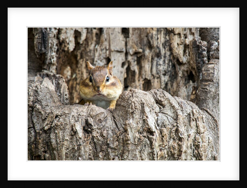 Eastern Chipmunk by Anonymous