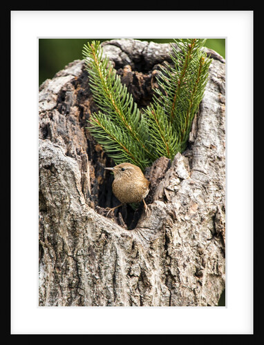 House Wren by Anonymous
