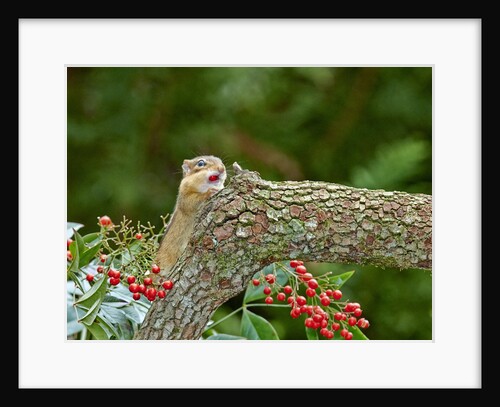 Eastern Chipmunk by Anonymous