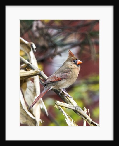 Northern Cardinal by Anonymous