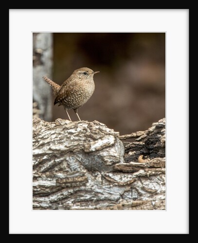 House Wren by Anonymous