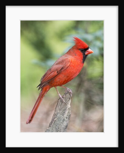 Northern Cardinal by Anonymous