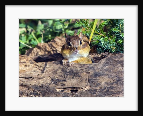 Eastern Chipmunk by Anonymous