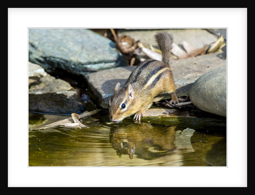 Eastern Chipmunk by Anonymous