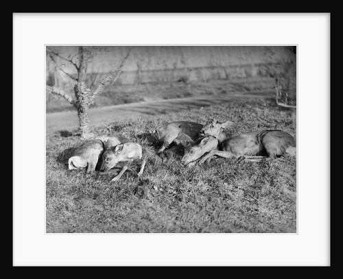 Young deer lay in a field in Belgium, ca. 1900 by Anonymous