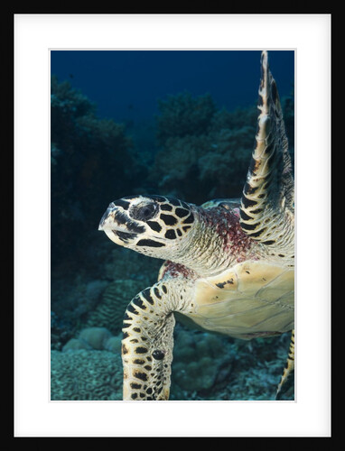 Hawksbill turtle (Eretmochelys imbricata) by Anonymous