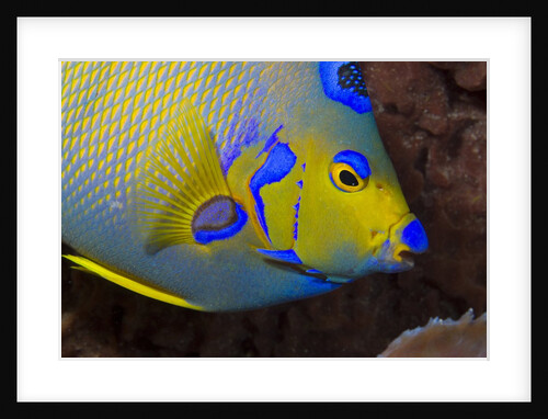 Queen angelfish (Holacanthus ciliaris) by Anonymous