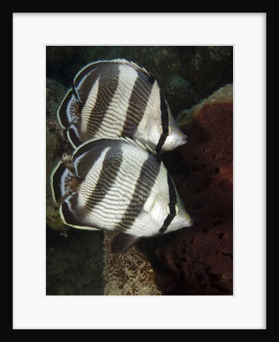 Pair of Banded butterflyfish (Chaetodon striatus) by Anonymous