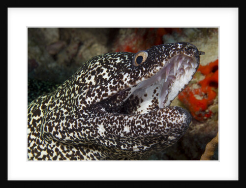 Spotted moray eel (Gymnothorax moringa) by Anonymous