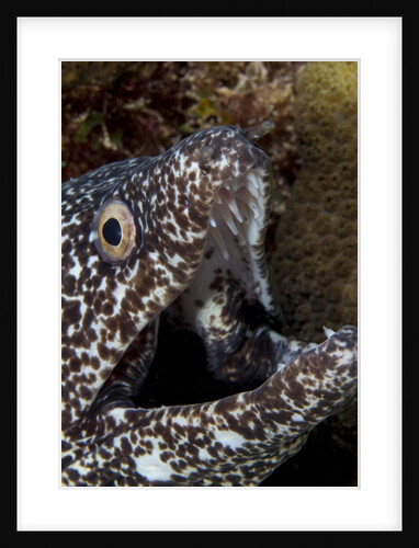 Spotted moray eel (Gymnothorax moringa) by Anonymous
