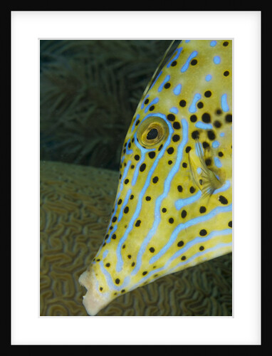 Face of Scrawled filefish (Aluterus scriptus) by Anonymous