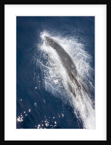 Speed of Pacific white-sided dolphin (lagenorhynchus obliquidens) by Anonymous