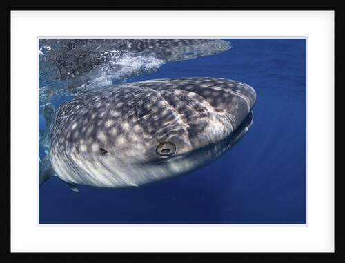 Whale shark (Rhincodon typus) by Anonymous