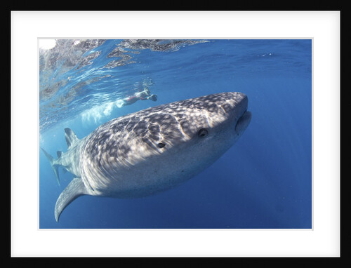 Whale shark (Rhincodon typus) by Anonymous