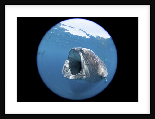 Whale shark (Rhincodon typus) by Anonymous