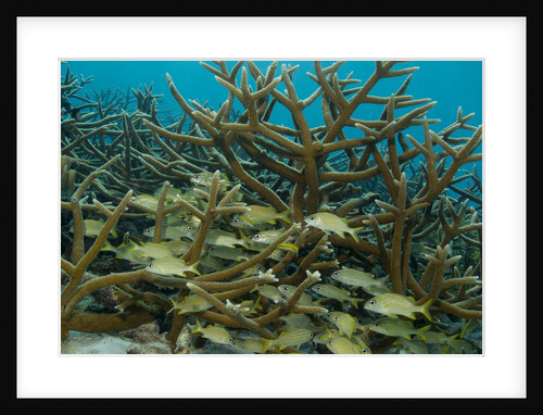 Schooling grunts in field of coral by Anonymous