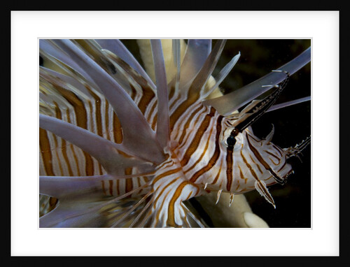 Close-up of Red lionfish (Pterois volitans) by Anonymous