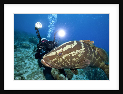 Photographer and Nassau Grouper by Anonymous