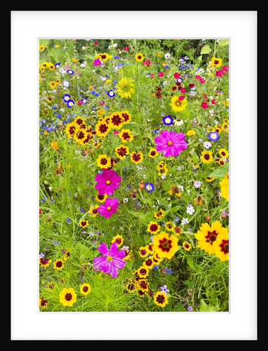 Wildflowers by Anonymous