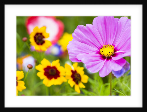 Wildflowers by Anonymous