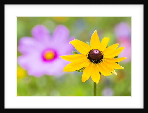 Wildflowers by Anonymous