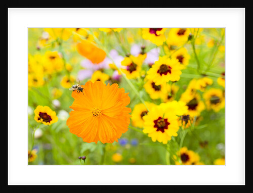 Wildflowers by Anonymous