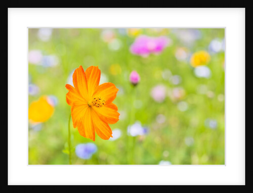 Wildflowers by Anonymous