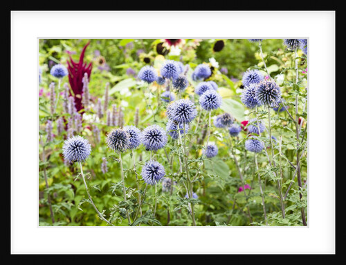 Flowering garden by Anonymous