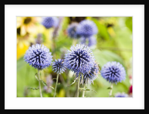 Flowering garden by Anonymous