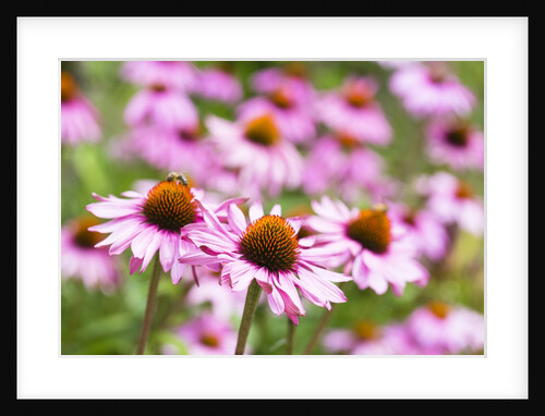 Flowering garden by Anonymous