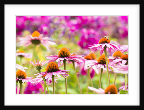Flowering garden by Anonymous