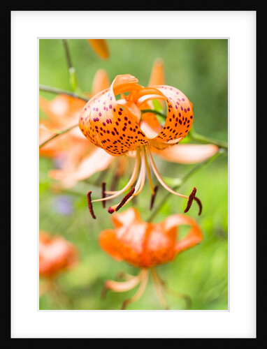 Lily flower by Anonymous