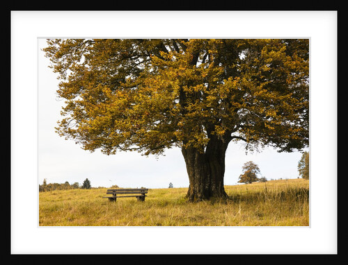 Beech tree in atumn by Anonymous
