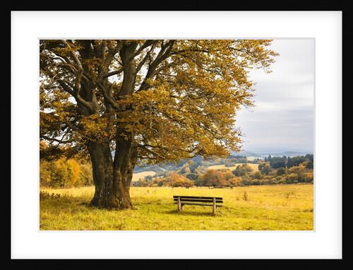 Beech tree in atumn by Anonymous