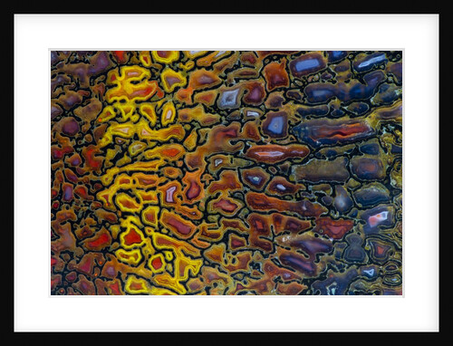 Colorful Petrified Dino Bone by Anonymous