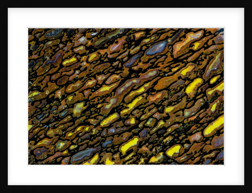Colorful Petrified Dino Bone by Anonymous