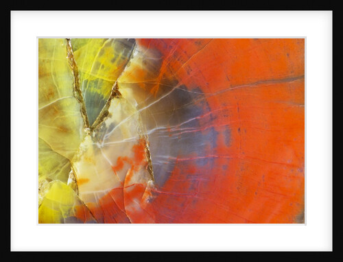 Colorful Petrified Wood by Anonymous